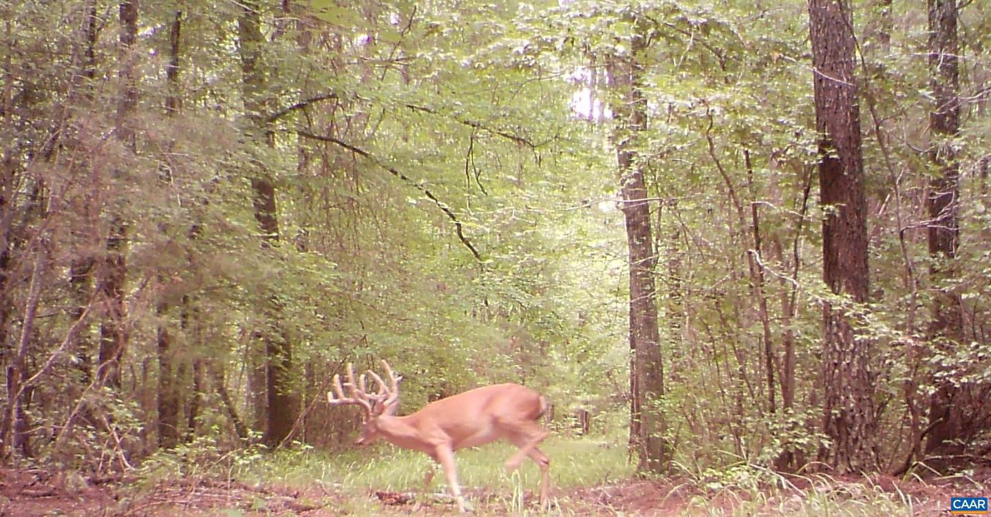 4048 OLD GRAIN RD, CORBIN, Virginia 22446, ,Farm,For Sale,4048 OLD GRAIN RD,665570 MLS # 665570 4048 OLD GRAIN RD, CORBIN, Virginia 22446, ,Farm,For Sale,4048 OLD GRAIN RD,665570 MLS # 665570