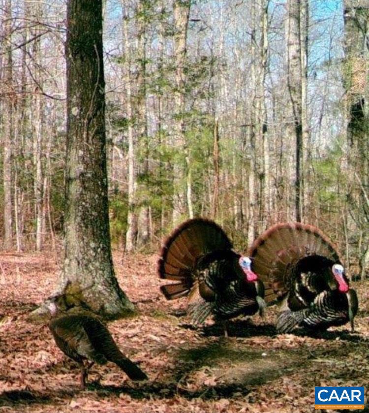 4048 OLD GRAIN RD, CORBIN, Virginia 22446, ,Farm,For Sale,4048 OLD GRAIN RD,665570 MLS # 665570 4048 OLD GRAIN RD, CORBIN, Virginia 22446, ,Farm,For Sale,4048 OLD GRAIN RD,665570 MLS # 665570