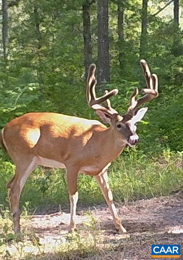 4048 OLD GRAIN RD, CORBIN, Virginia 22446, ,Farm,For Sale,4048 OLD GRAIN RD,665570 MLS # 665570 4048 OLD GRAIN RD, CORBIN, Virginia 22446, ,Farm,For Sale,4048 OLD GRAIN RD,665570 MLS # 665570