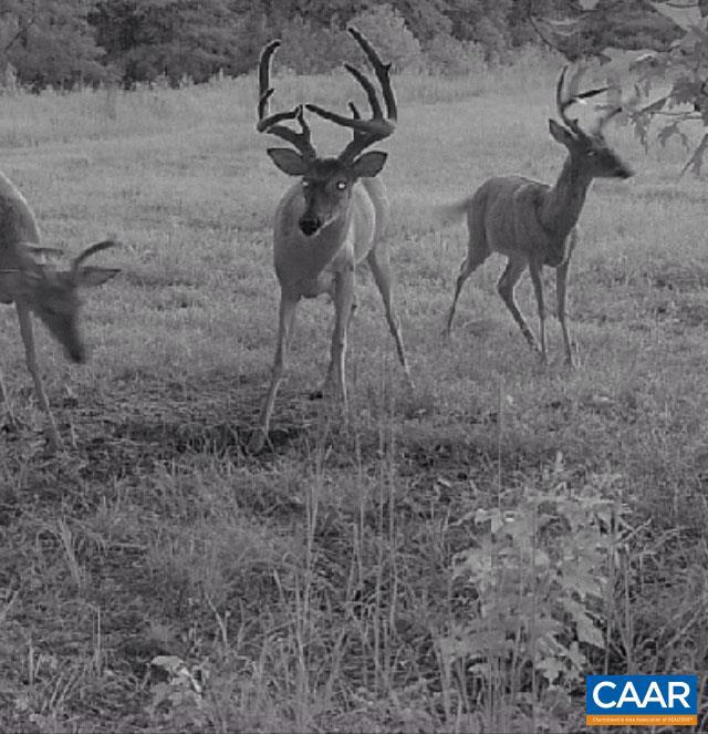 4048 OLD GRAIN RD, CORBIN, Virginia 22446, ,Farm,For Sale,4048 OLD GRAIN RD,665570 MLS # 665570 4048 OLD GRAIN RD, CORBIN, Virginia 22446, ,Farm,For Sale,4048 OLD GRAIN RD,665570 MLS # 665570