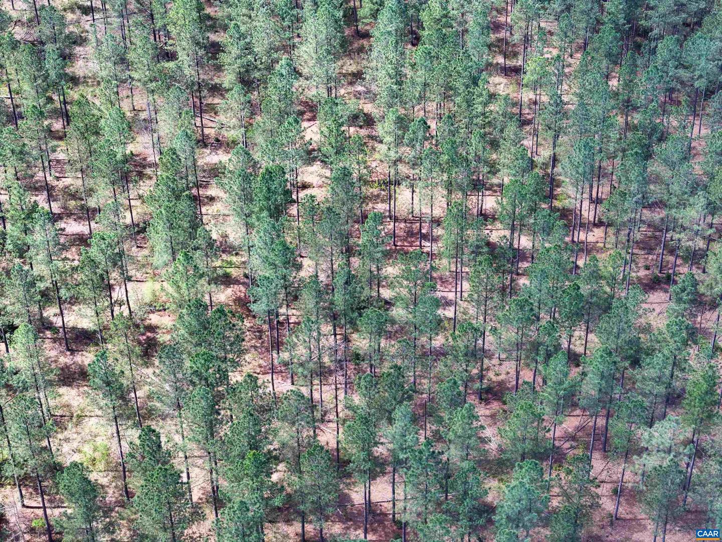 4048 OLD GRAIN RD, CORBIN, Virginia 22446, ,Farm,For Sale,4048 OLD GRAIN RD,665570 MLS # 665570 4048 OLD GRAIN RD, CORBIN, Virginia 22446, ,Farm,For Sale,4048 OLD GRAIN RD,665570 MLS # 665570