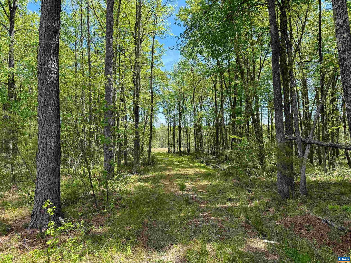 4048 OLD GRAIN RD, CORBIN, Virginia 22446, ,Farm,For Sale,4048 OLD GRAIN RD,665570 MLS # 665570 4048 OLD GRAIN RD, CORBIN, Virginia 22446, ,Farm,For Sale,4048 OLD GRAIN RD,665570 MLS # 665570