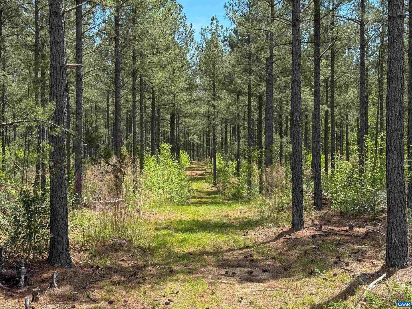 4048 OLD GRAIN RD, CORBIN, Virginia 22446, ,Farm,For Sale,4048 OLD GRAIN RD,665570 MLS # 665570 4048 OLD GRAIN RD, CORBIN, Virginia 22446, ,Farm,For Sale,4048 OLD GRAIN RD,665570 MLS # 665570