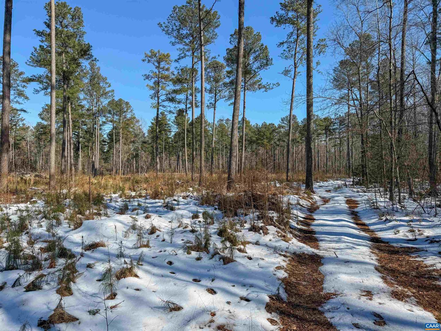 4048 OLD GRAIN RD, CORBIN, Virginia 22446, ,Farm,For Sale,4048 OLD GRAIN RD,665570 MLS # 665570 4048 OLD GRAIN RD, CORBIN, Virginia 22446, ,Farm,For Sale,4048 OLD GRAIN RD,665570 MLS # 665570