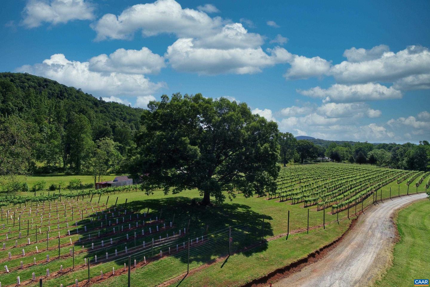 3613 WALNUT BRANCH LN, NORTH GARDEN, Virginia 22959, 2 Bedrooms Bedrooms, ,2 BathroomsBathrooms,Farm,For Sale,3613 WALNUT BRANCH LN,665612 MLS # 665612 3613 WALNUT BRANCH LN, NORTH GARDEN, Virginia 22959, 2 Bedrooms Bedrooms, ,2 BathroomsBathrooms,Farm,For Sale,3613 WALNUT BRANCH LN,665612 MLS # 665612