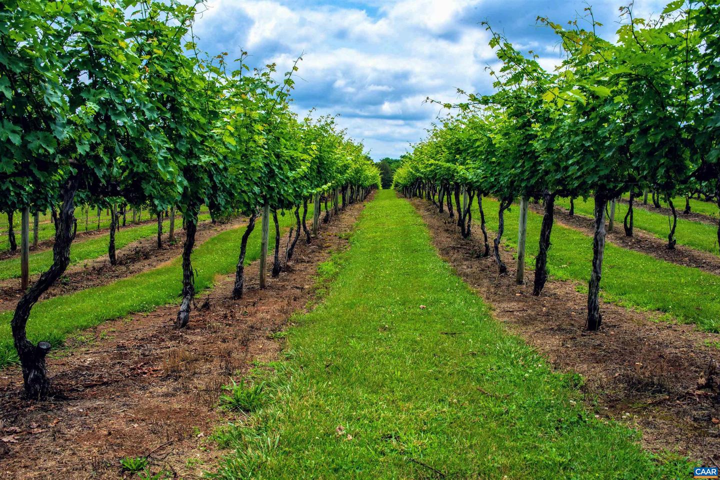 3613 WALNUT BRANCH LN, NORTH GARDEN, Virginia 22959, 2 Bedrooms Bedrooms, ,2 BathroomsBathrooms,Farm,For Sale,3613 WALNUT BRANCH LN,665612 MLS # 665612 3613 WALNUT BRANCH LN, NORTH GARDEN, Virginia 22959, 2 Bedrooms Bedrooms, ,2 BathroomsBathrooms,Farm,For Sale,3613 WALNUT BRANCH LN,665612 MLS # 665612