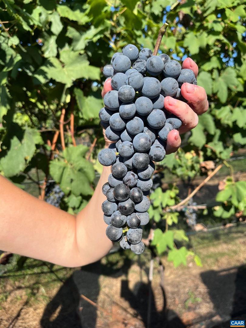 3613 WALNUT BRANCH LN, NORTH GARDEN, Virginia 22959, 2 Bedrooms Bedrooms, ,2 BathroomsBathrooms,Farm,For Sale,3613 WALNUT BRANCH LN,665612 MLS # 665612 3613 WALNUT BRANCH LN, NORTH GARDEN, Virginia 22959, 2 Bedrooms Bedrooms, ,2 BathroomsBathrooms,Farm,For Sale,3613 WALNUT BRANCH LN,665612 MLS # 665612