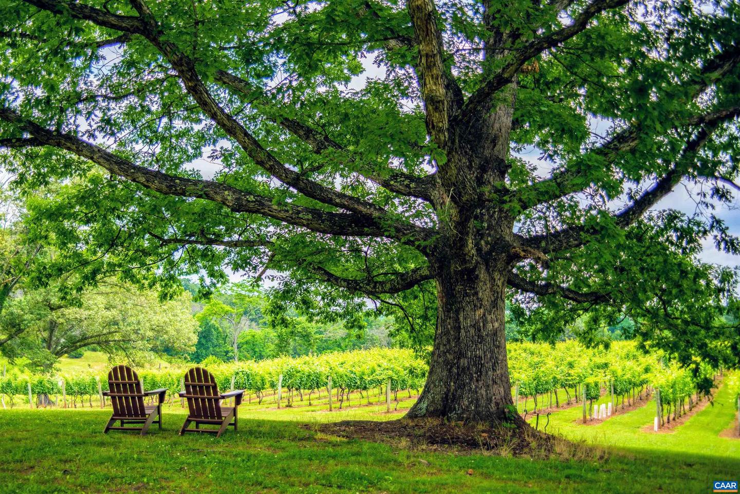 3613 WALNUT BRANCH LN, NORTH GARDEN, Virginia 22959, 2 Bedrooms Bedrooms, ,2 BathroomsBathrooms,Farm,For Sale,3613 WALNUT BRANCH LN,665612 MLS # 665612 3613 WALNUT BRANCH LN, NORTH GARDEN, Virginia 22959, 2 Bedrooms Bedrooms, ,2 BathroomsBathrooms,Farm,For Sale,3613 WALNUT BRANCH LN,665612 MLS # 665612