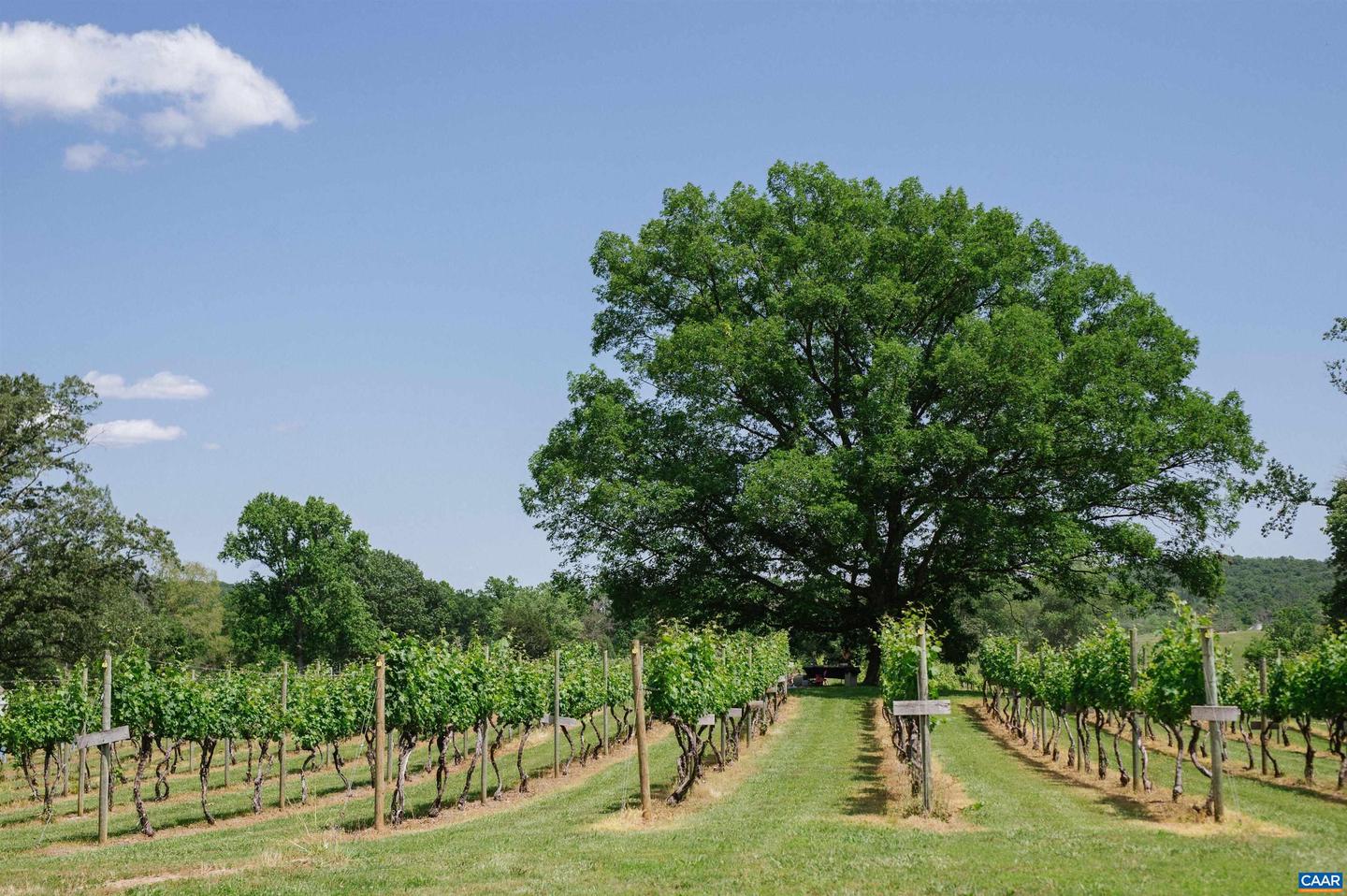 3613 WALNUT BRANCH LN, NORTH GARDEN, Virginia 22959, 2 Bedrooms Bedrooms, ,2 BathroomsBathrooms,Farm,For Sale,3613 WALNUT BRANCH LN,665612 MLS # 665612 3613 WALNUT BRANCH LN, NORTH GARDEN, Virginia 22959, 2 Bedrooms Bedrooms, ,2 BathroomsBathrooms,Farm,For Sale,3613 WALNUT BRANCH LN,665612 MLS # 665612