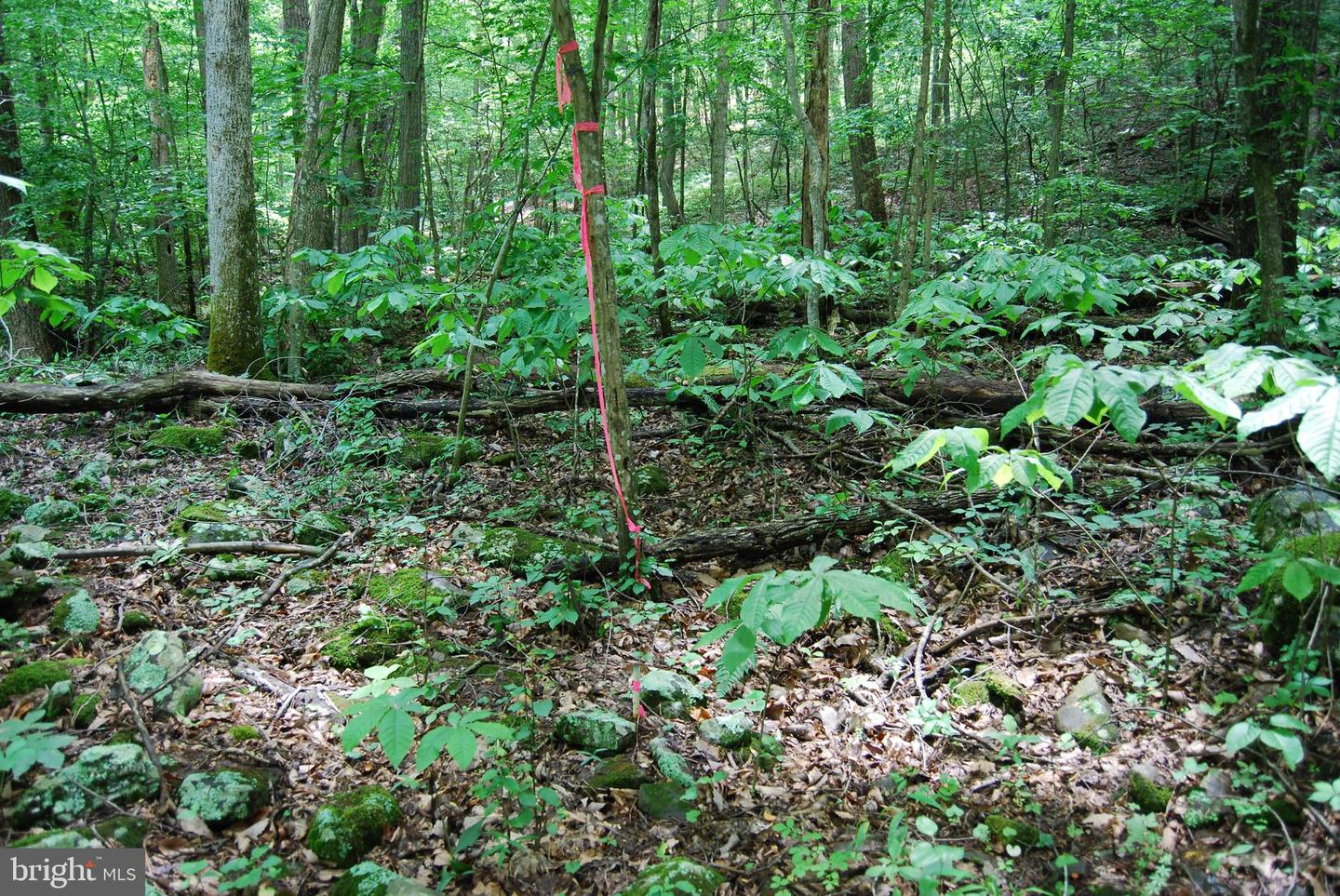 MOUNT CARMEL RD, BOYCE, Virginia 22620, ,Land,For Sale,MOUNT CARMEL RD,VACL2003838 MLS # VACL2003838