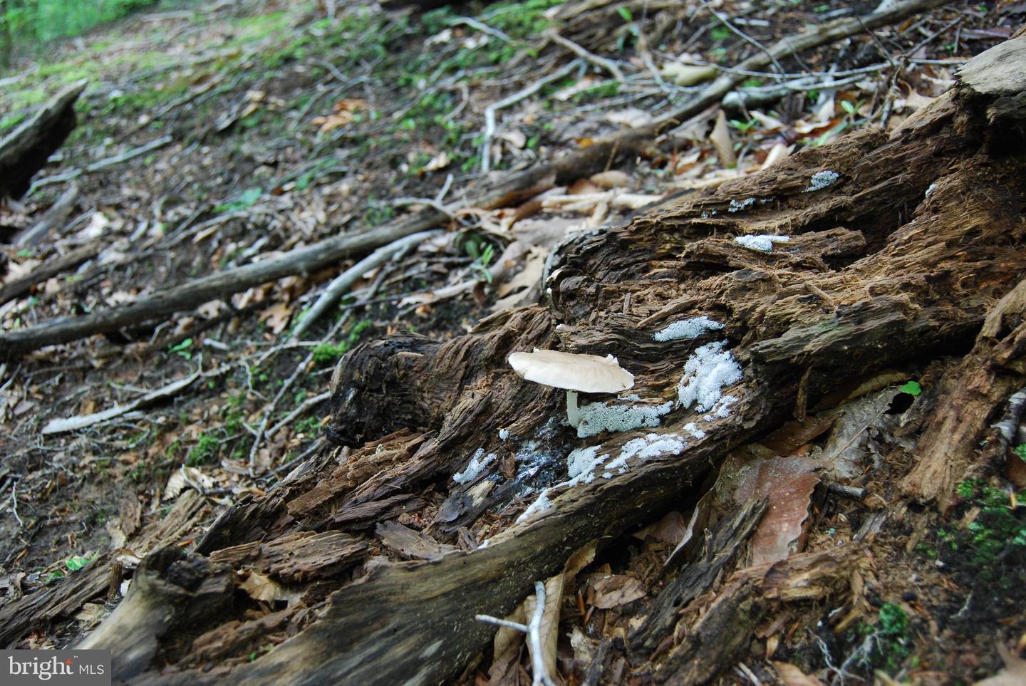 MOUNT CARMEL RD, BOYCE, Virginia 22620, ,Land,For Sale,MOUNT CARMEL RD,VACL2003838 MLS # VACL2003838