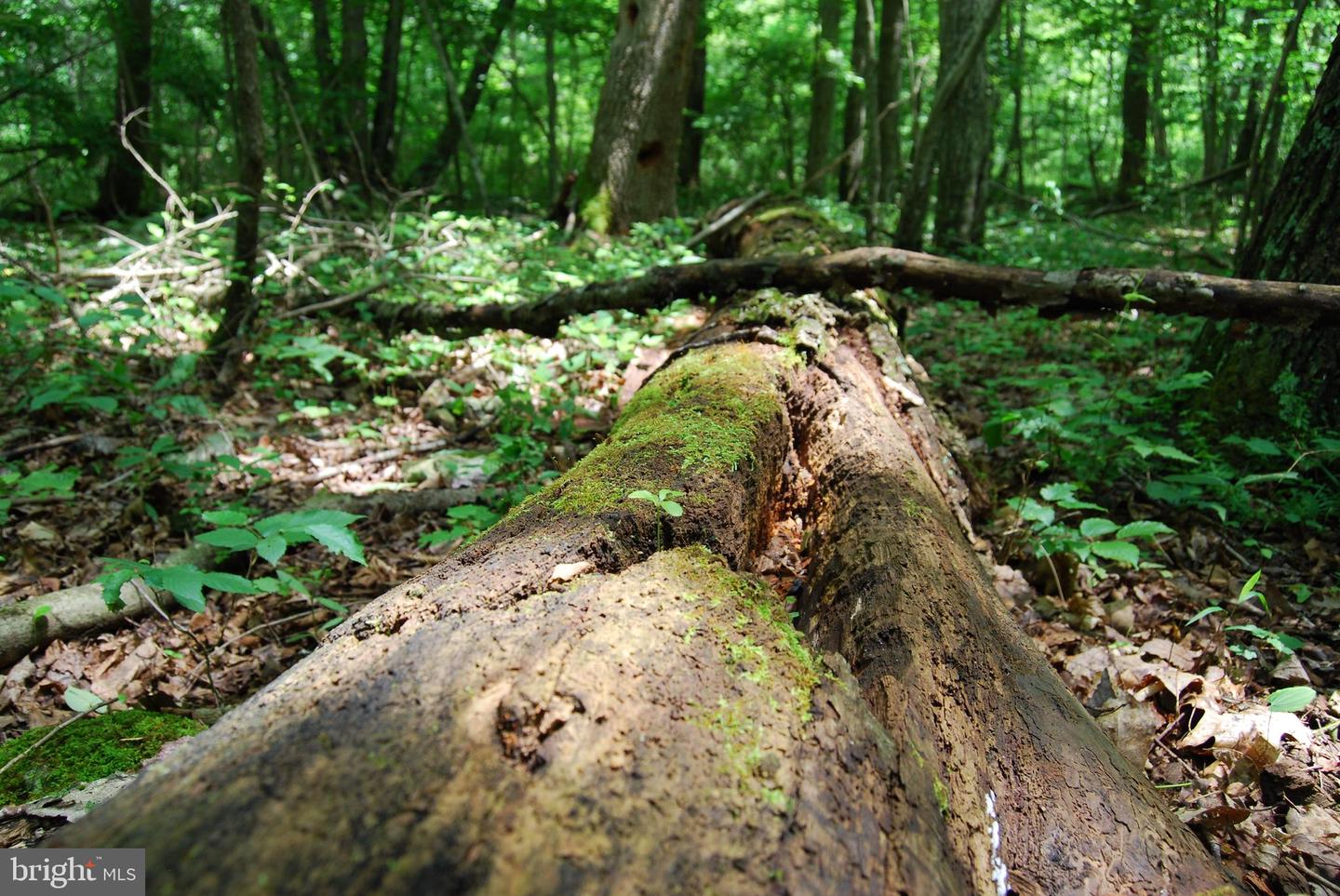 MOUNT CARMEL RD, BOYCE, Virginia 22620, ,Land,For Sale,MOUNT CARMEL RD,VACL2003838 MLS # VACL2003838