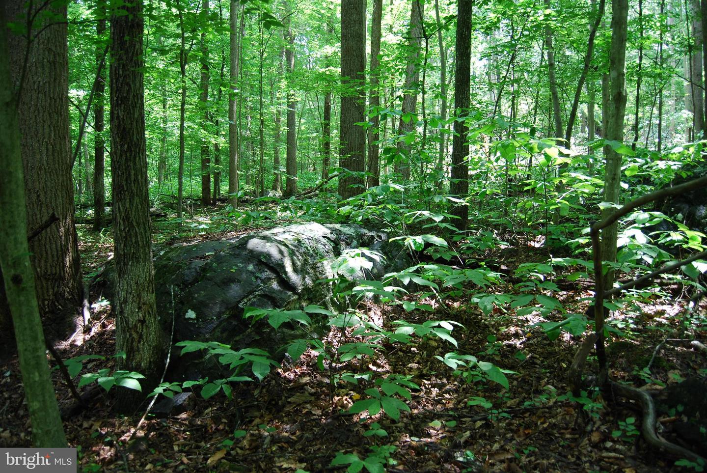 MOUNT CARMEL RD, BOYCE, Virginia 22620, ,Land,For Sale,MOUNT CARMEL RD,VACL2003838 MLS # VACL2003838