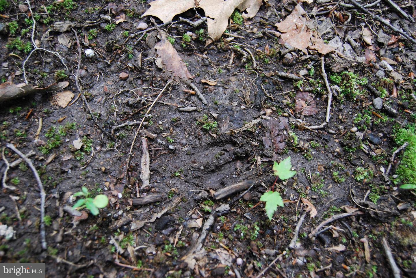 MOUNT CARMEL RD, BOYCE, Virginia 22620, ,Land,For Sale,MOUNT CARMEL RD,VACL2003838 MLS # VACL2003838