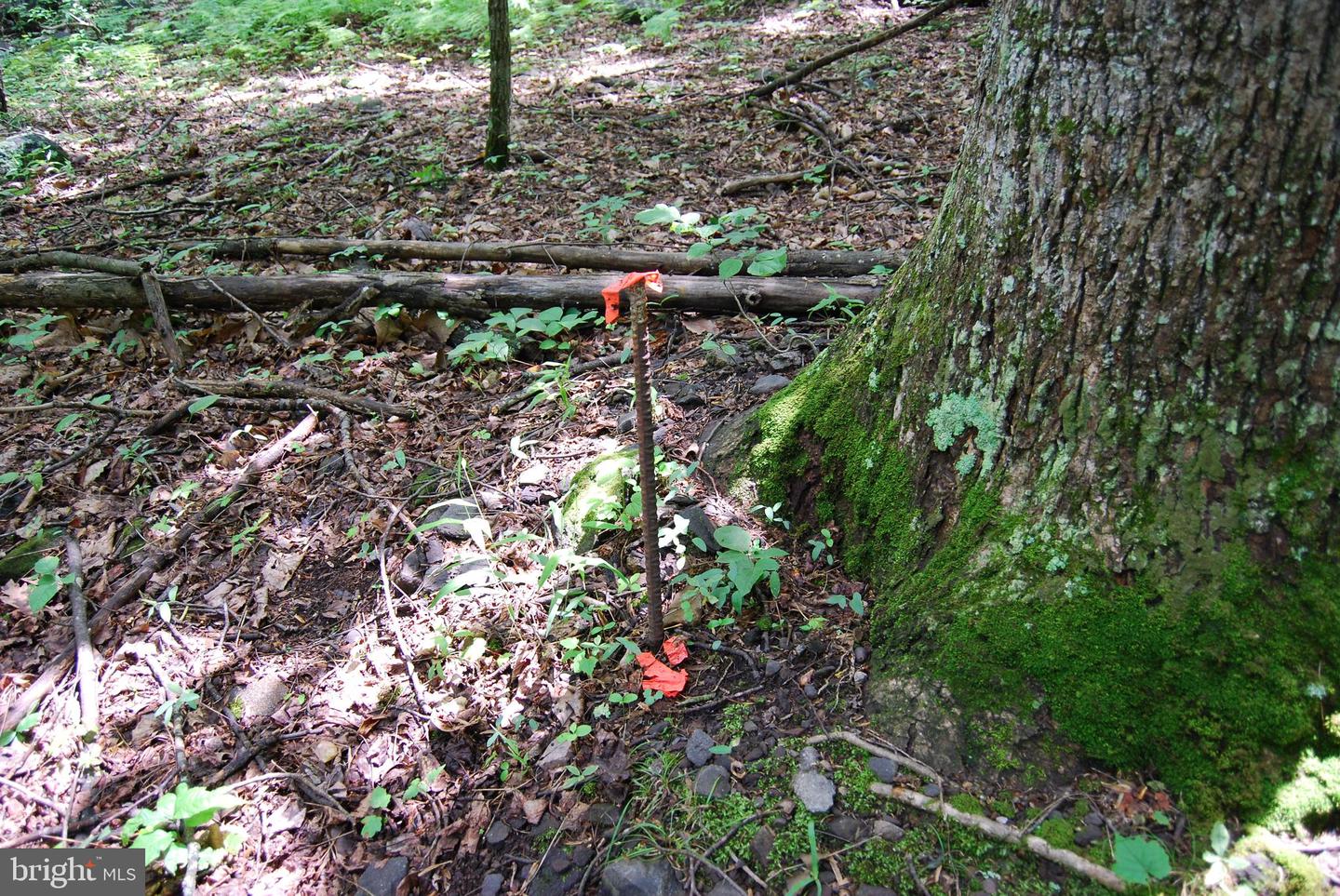 MOUNT CARMEL RD, BOYCE, Virginia 22620, ,Land,For Sale,MOUNT CARMEL RD,VACL2003838 MLS # VACL2003838