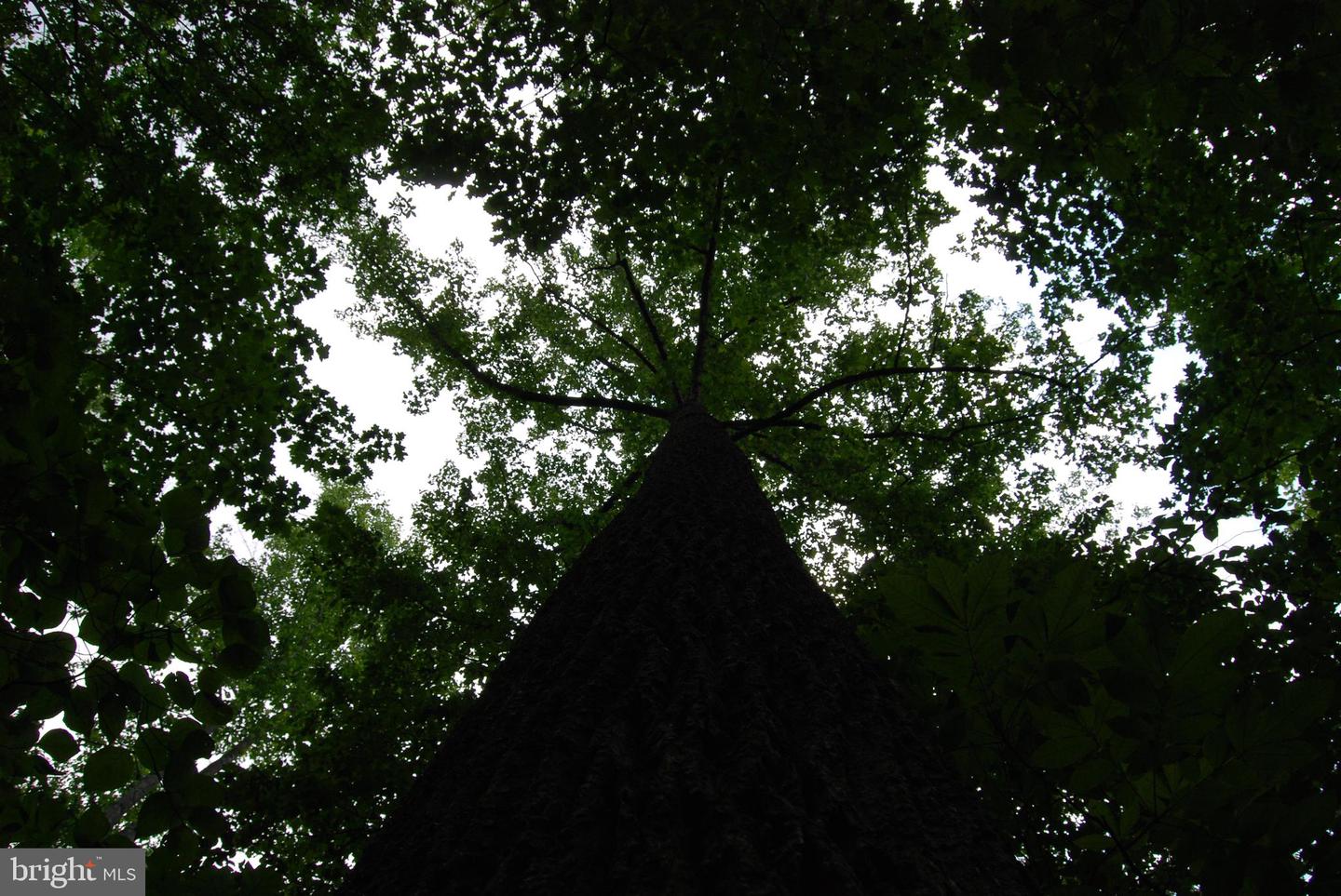 MOUNT CARMEL RD, BOYCE, Virginia 22620, ,Land,For Sale,MOUNT CARMEL RD,VACL2003838 MLS # VACL2003838