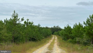 BETHLEHEM ROAD (RT. 636) (TRACT: BETHLEHEM-1), BOWLING GREEN, Virginia 22427, ,Farm,For Sale,BETHLEHEM ROAD (RT. 636) (TRACT: BETHLEHEM-1),VACV2008304 MLS # VACV2008304
