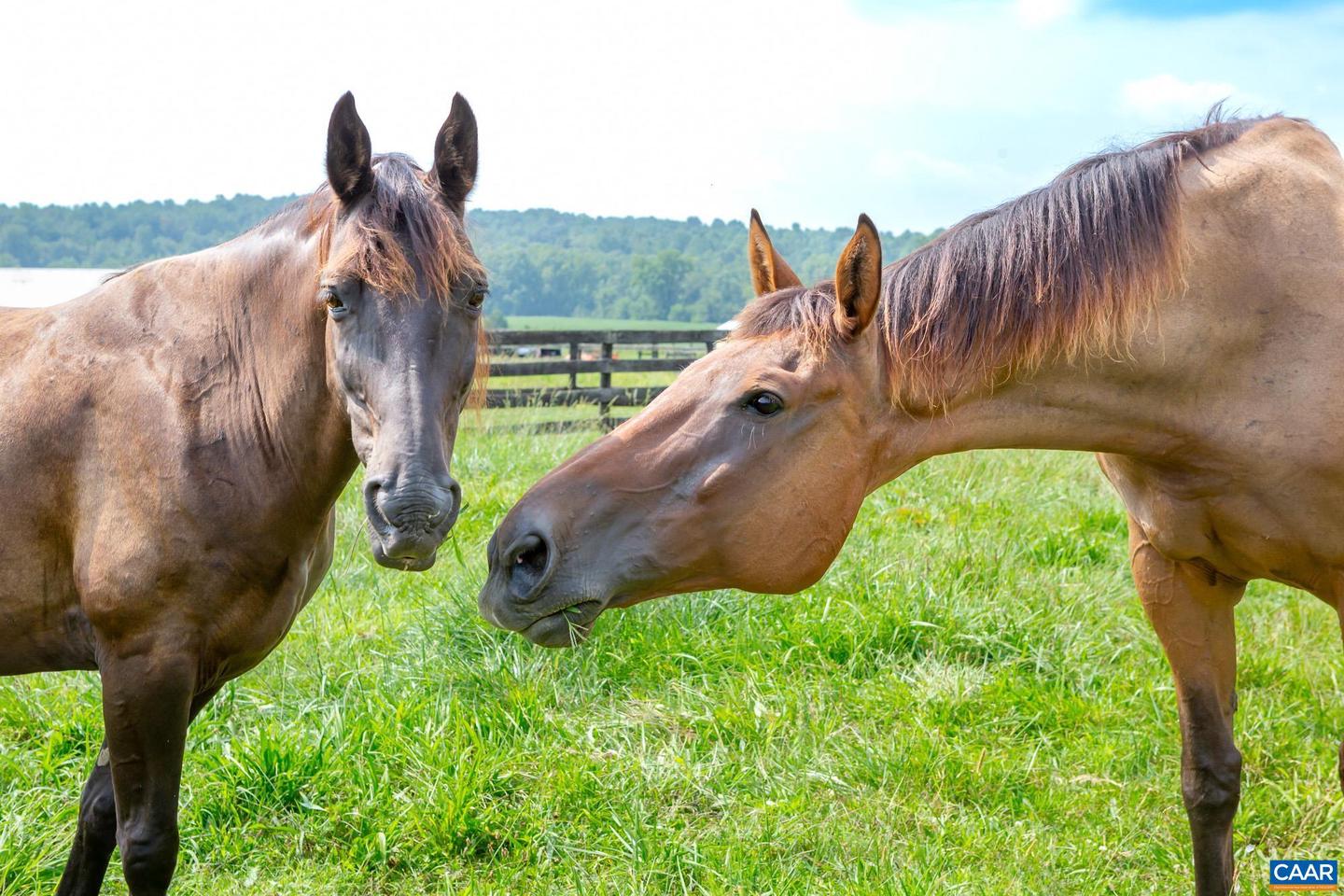 9313 GREENFIELD FARM, SCOTTSVILLE, Virginia 24590, 4 Bedrooms Bedrooms, ,4 BathroomsBathrooms,Residential,For Sale,9313 GREENFIELD FARM,665653 MLS # 665653 9313 GREENFIELD FARM, SCOTTSVILLE, Virginia 24590, 4 Bedrooms Bedrooms, ,4 BathroomsBathrooms,Residential,For Sale,9313 GREENFIELD FARM,665653 MLS # 665653
