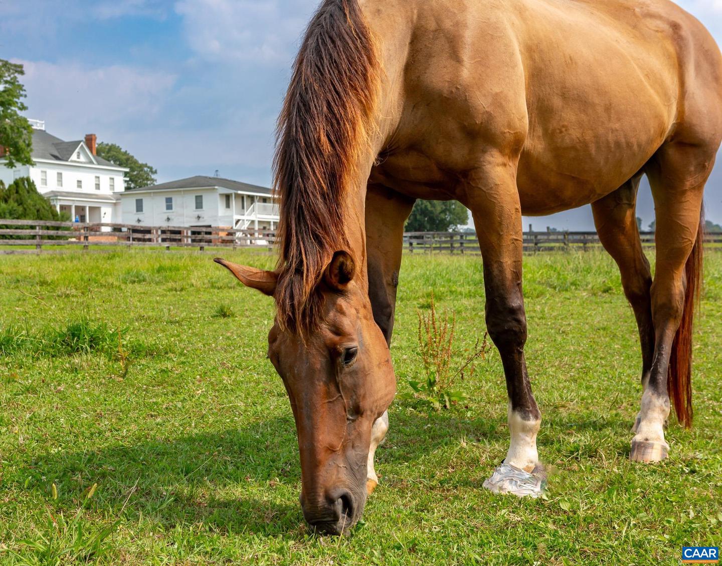 9313 GREENFIELD FARM, SCOTTSVILLE, Virginia 24590, 4 Bedrooms Bedrooms, ,4 BathroomsBathrooms,Residential,For Sale,9313 GREENFIELD FARM,665653 MLS # 665653 9313 GREENFIELD FARM, SCOTTSVILLE, Virginia 24590, 4 Bedrooms Bedrooms, ,4 BathroomsBathrooms,Residential,For Sale,9313 GREENFIELD FARM,665653 MLS # 665653