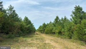 PENLAN ROAD (RT. 671) (TRACT: PENDLAND-3), ARVONIA, Virginia 23004, ,Farm,For Sale,PENLAN ROAD (RT. 671) (TRACT: PENDLAND-3),VABH2000180 MLS # VABH2000180