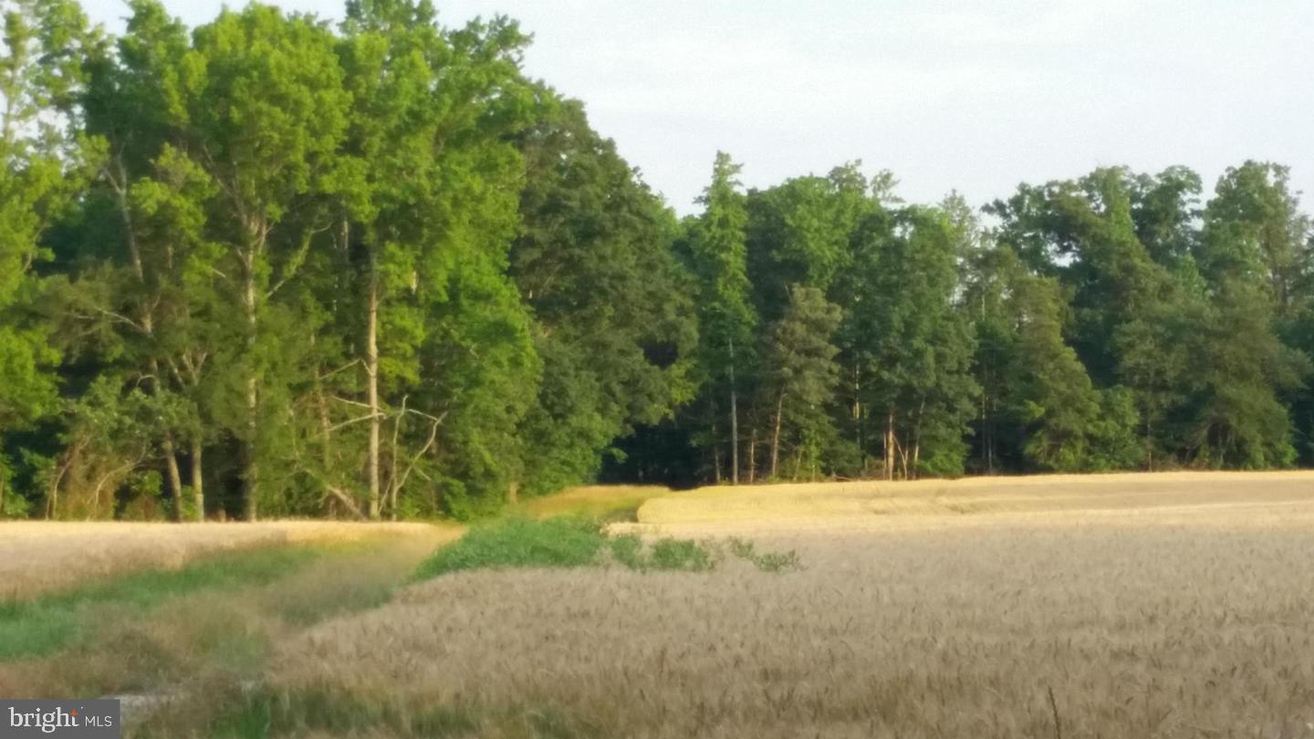 TAX IDS 35 71&amp;71C STONEY KNOLL AND KINGS M, KING GEORGE, Virginia 22485, ,Farm,For Sale,TAX IDS 35 71&amp;71C STONEY KNOLL AND KINGS M,VAKG2006628 MLS # VAKG2006628