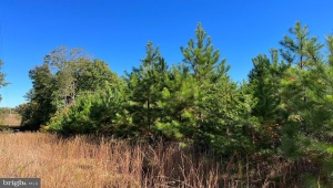 FLORALEE ROAD (ROUTE 621) (TRACT TURNIP CREEK-4) PHENIX Virginia 23959