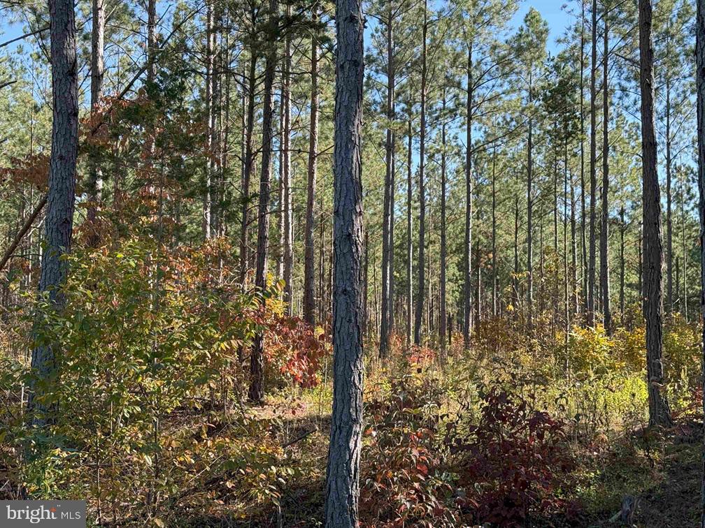 WOODFORK ROAD (RT. 650) (TRACT ROGERS-2), CHARLOTTE COURT HOUSE, Virginia 23923, ,Farm,For Sale,WOODFORK ROAD (RT. 650) (TRACT ROGERS-2),VACE2000024 MLS # VACE2000024 WOODFORK ROAD (RT. 650) (TRACT ROGERS-2), CHARLOTTE COURT HOUSE, Virginia 23923, ,Farm,For Sale,WOODFORK ROAD (RT. 650) (TRACT ROGERS-2),VACE2000024 MLS # VACE2000024