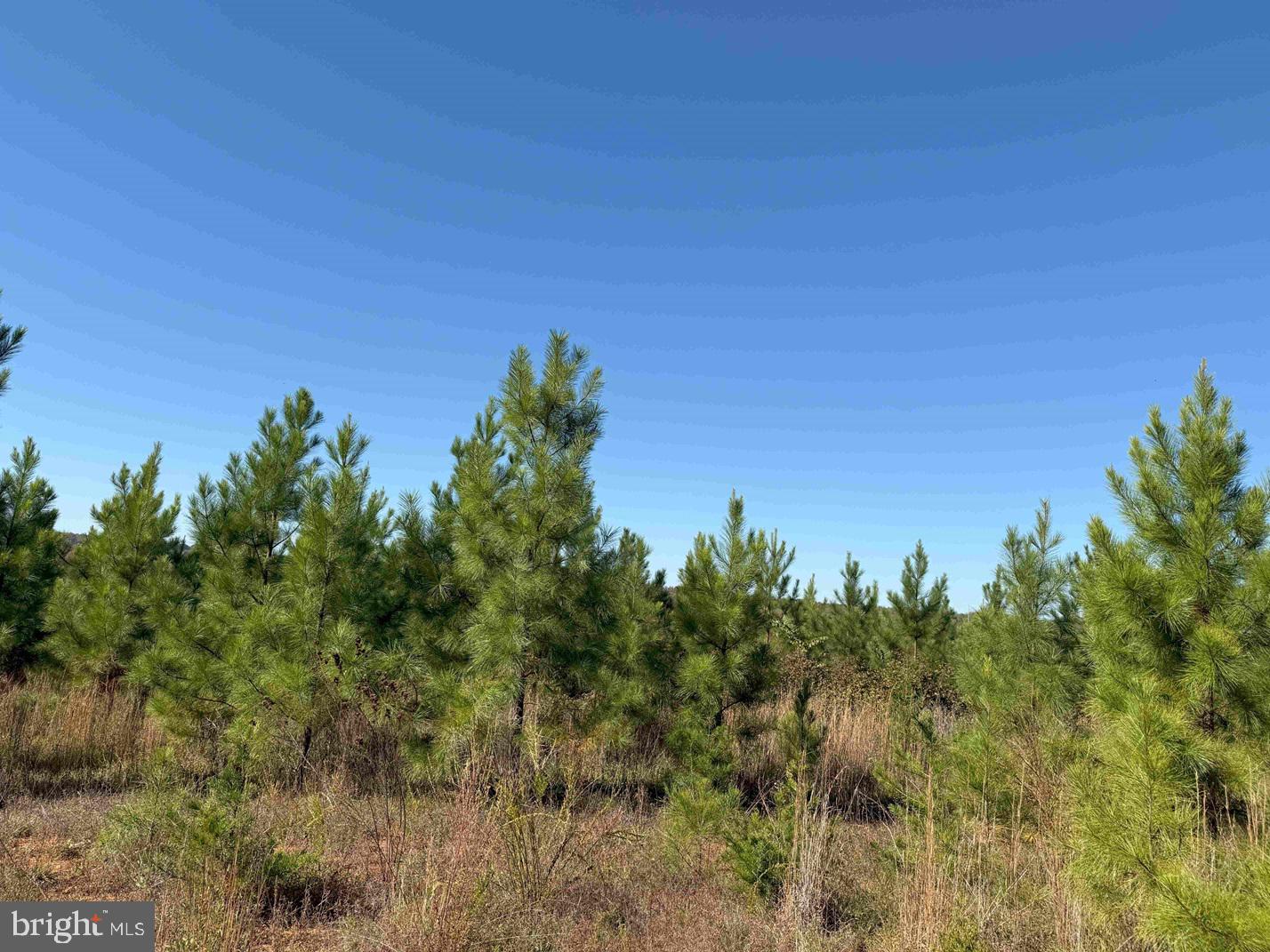 WOODFORK ROAD (RT. 650) (TRACT ROGERS-2), CHARLOTTE COURT HOUSE, Virginia 23923, ,Farm,For Sale,WOODFORK ROAD (RT. 650) (TRACT ROGERS-2),VACE2000024 MLS # VACE2000024 WOODFORK ROAD (RT. 650) (TRACT ROGERS-2), CHARLOTTE COURT HOUSE, Virginia 23923, ,Farm,For Sale,WOODFORK ROAD (RT. 650) (TRACT ROGERS-2),VACE2000024 MLS # VACE2000024