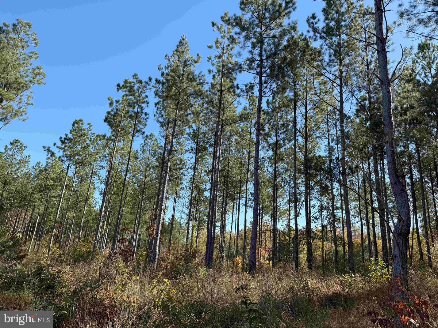 WOODFORK ROAD (RT. 650) (TRACT ROGERS-2), CHARLOTTE COURT HOUSE, Virginia 23923, ,Farm,For Sale,WOODFORK ROAD (RT. 650) (TRACT ROGERS-2),VACE2000024 MLS # VACE2000024 WOODFORK ROAD (RT. 650) (TRACT ROGERS-2), CHARLOTTE COURT HOUSE, Virginia 23923, ,Farm,For Sale,WOODFORK ROAD (RT. 650) (TRACT ROGERS-2),VACE2000024 MLS # VACE2000024