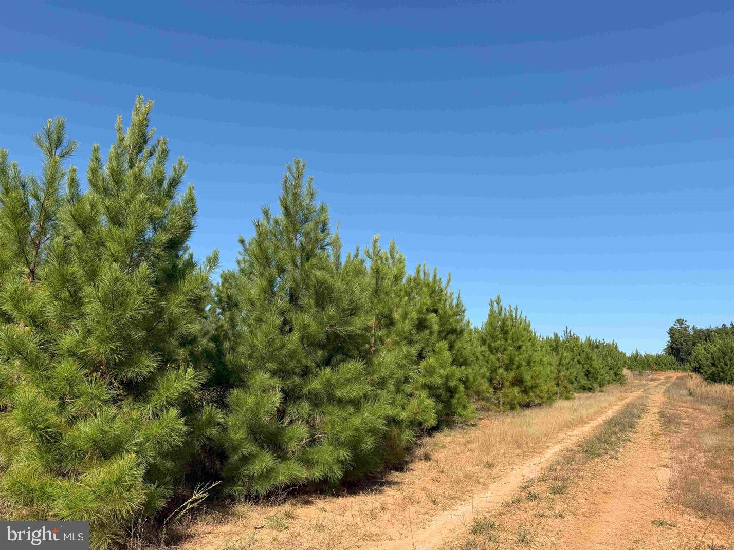 WOODFORK ROAD (RT. 650) (TRACT ROGERS-2), CHARLOTTE COURT HOUSE, Virginia 23923, ,Farm,For Sale,WOODFORK ROAD (RT. 650) (TRACT ROGERS-2),VACE2000024 MLS # VACE2000024 WOODFORK ROAD (RT. 650) (TRACT ROGERS-2), CHARLOTTE COURT HOUSE, Virginia 23923, ,Farm,For Sale,WOODFORK ROAD (RT. 650) (TRACT ROGERS-2),VACE2000024 MLS # VACE2000024