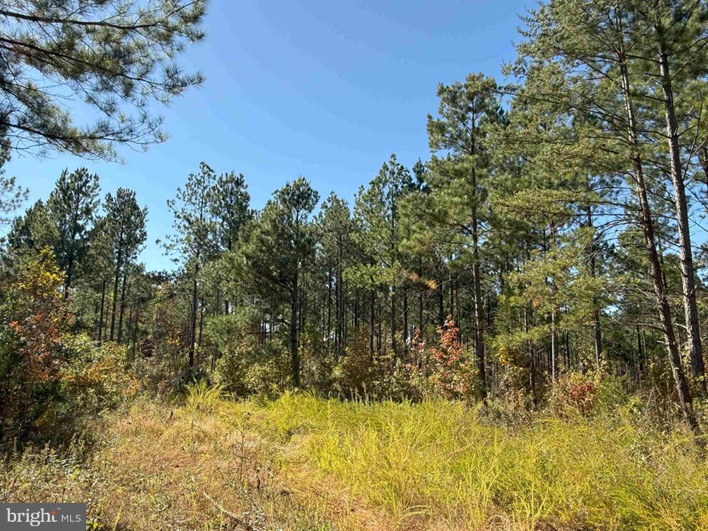 WOODFORK ROAD (RT. 650) (TRACT ROGERS-2), CHARLOTTE COURT HOUSE, Virginia 23923, ,Farm,For Sale,WOODFORK ROAD (RT. 650) (TRACT ROGERS-2),VACE2000024 MLS # VACE2000024 WOODFORK ROAD (RT. 650) (TRACT ROGERS-2), CHARLOTTE COURT HOUSE, Virginia 23923, ,Farm,For Sale,WOODFORK ROAD (RT. 650) (TRACT ROGERS-2),VACE2000024 MLS # VACE2000024