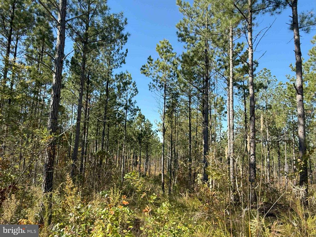 WOODFORK ROAD (RT. 650) (TRACT ROGERS-4), CHARLOTTE COURT HOUSE, Virginia 23923, ,Farm,For Sale,WOODFORK ROAD (RT. 650) (TRACT ROGERS-4),VACE2000026 MLS # VACE2000026