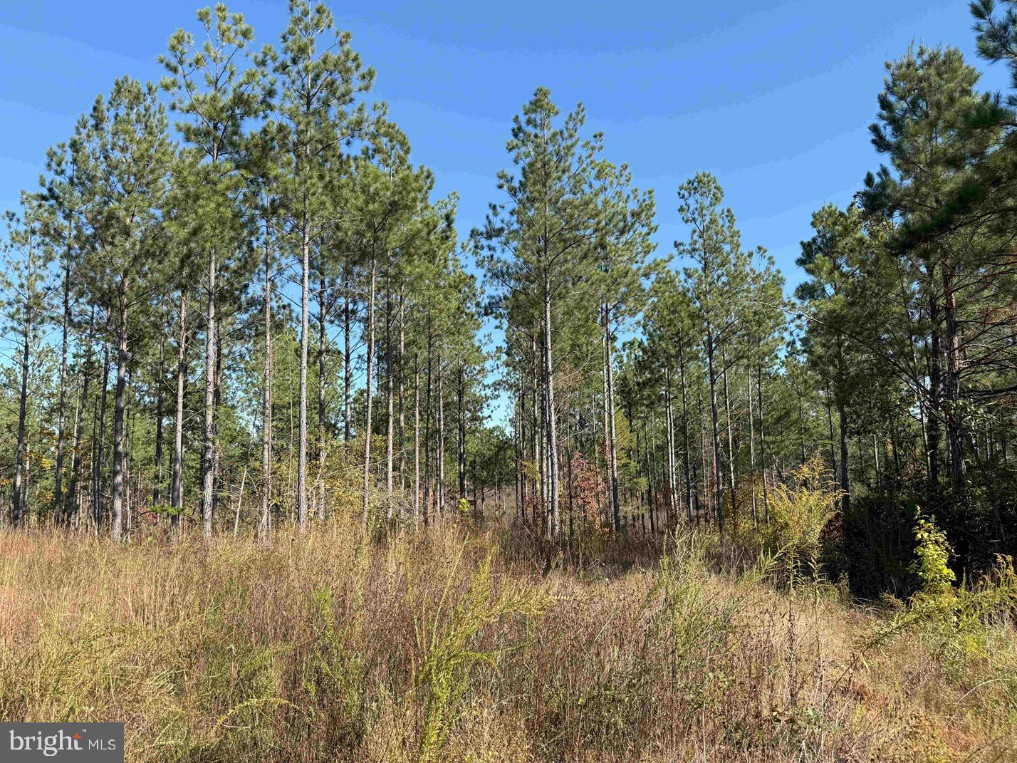 WOODFORK ROAD (RT. 650) (TRACT ROGERS-4), CHARLOTTE COURT HOUSE, Virginia 23923, ,Farm,For Sale,WOODFORK ROAD (RT. 650) (TRACT ROGERS-4),VACE2000026 MLS # VACE2000026