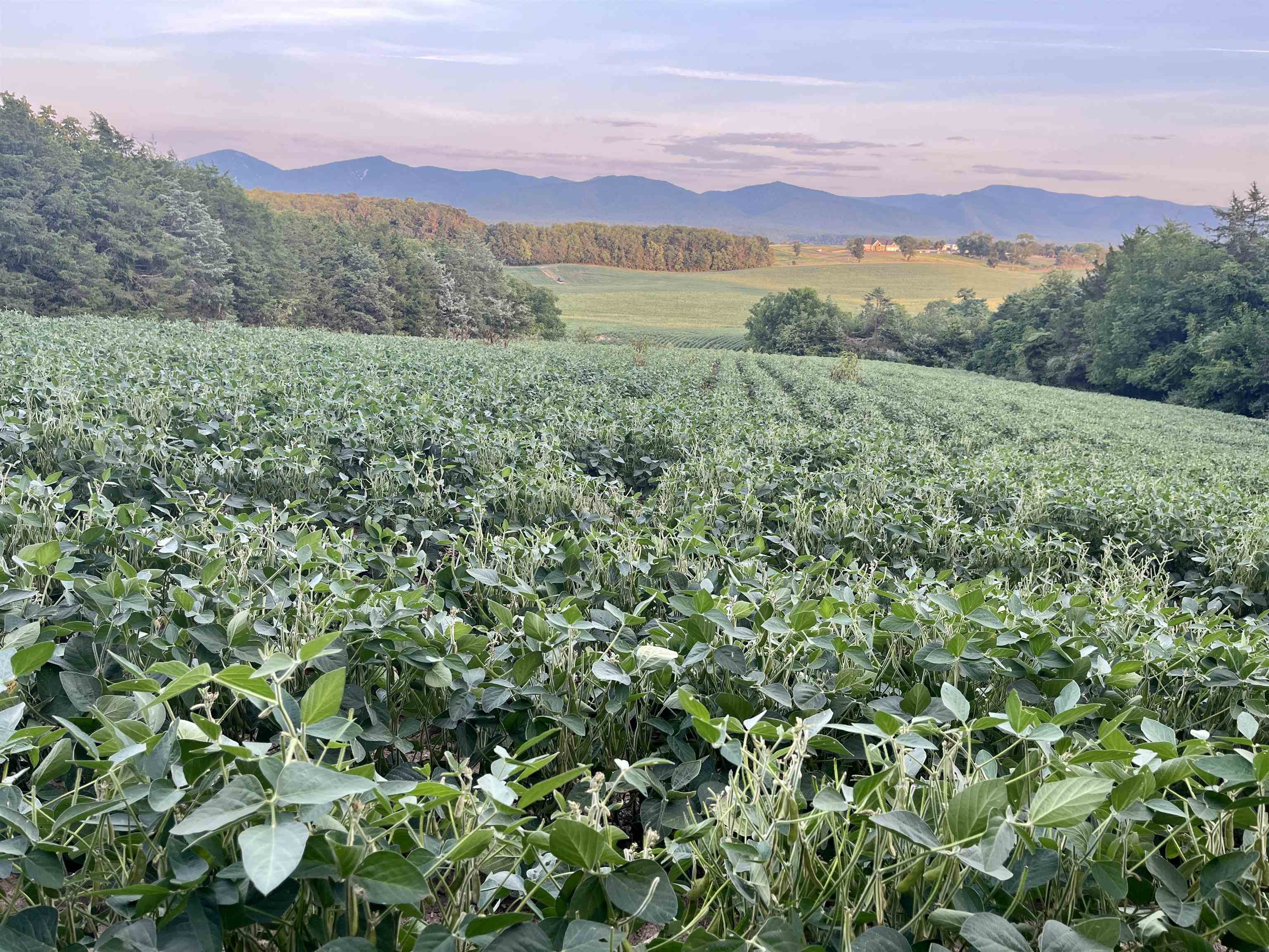 TBD DOE HILL RD, PORT REPUBLIC, Virginia 24471, ,Land,14,TBD DOE HILL RD,655620 MLS # 655620