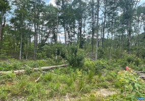 PASSANTE SR LN #10 68, GORDONSVILLE, Virginia 22942, ,Farm,For Sale,PASSANTE SR LN #10 68,666509 MLS # 666509 PASSANTE SR LN #10 68, GORDONSVILLE, Virginia 22942, ,Farm,For Sale,PASSANTE SR LN #10 68,666509 MLS # 666509