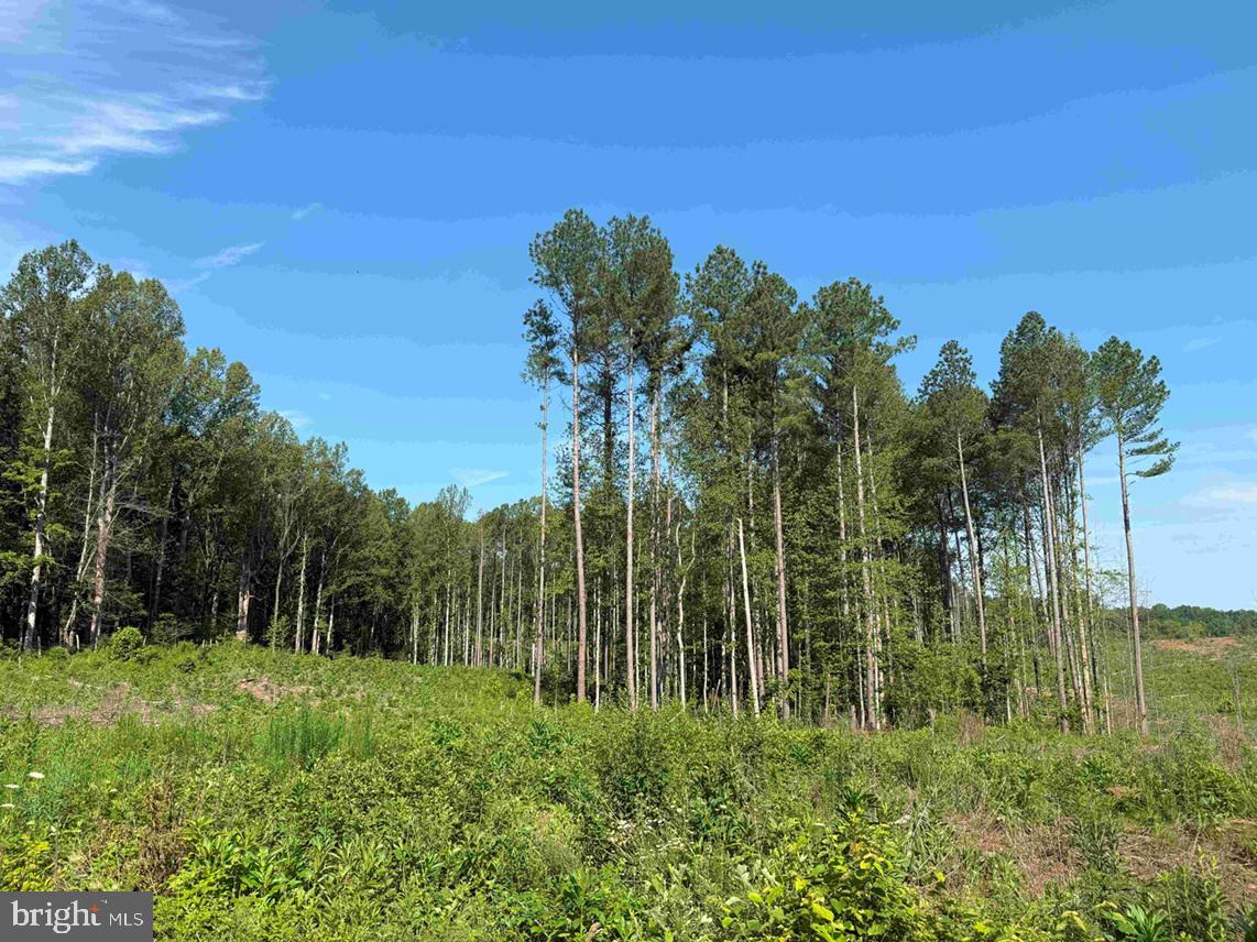 BANNISTER TOWN ROAD (TRACT DTOF LOUISA), LOUISA, Virginia 23093, ,Farm,For Sale,BANNISTER TOWN ROAD (TRACT DTOF LOUISA),VALA2008244 MLS # VALA2008244 BANNISTER TOWN ROAD (TRACT DTOF LOUISA), LOUISA, Virginia 23093, ,Farm,For Sale,BANNISTER TOWN ROAD (TRACT DTOF LOUISA),VALA2008244 MLS # VALA2008244