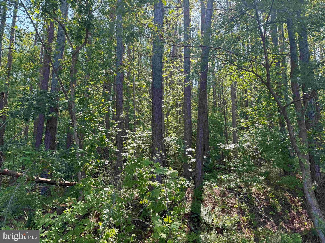 BANNISTER TOWN ROAD (TRACT DTOF LOUISA), LOUISA, Virginia 23093, ,Farm,For Sale,BANNISTER TOWN ROAD (TRACT DTOF LOUISA),VALA2008244 MLS # VALA2008244 BANNISTER TOWN ROAD (TRACT DTOF LOUISA), LOUISA, Virginia 23093, ,Farm,For Sale,BANNISTER TOWN ROAD (TRACT DTOF LOUISA),VALA2008244 MLS # VALA2008244