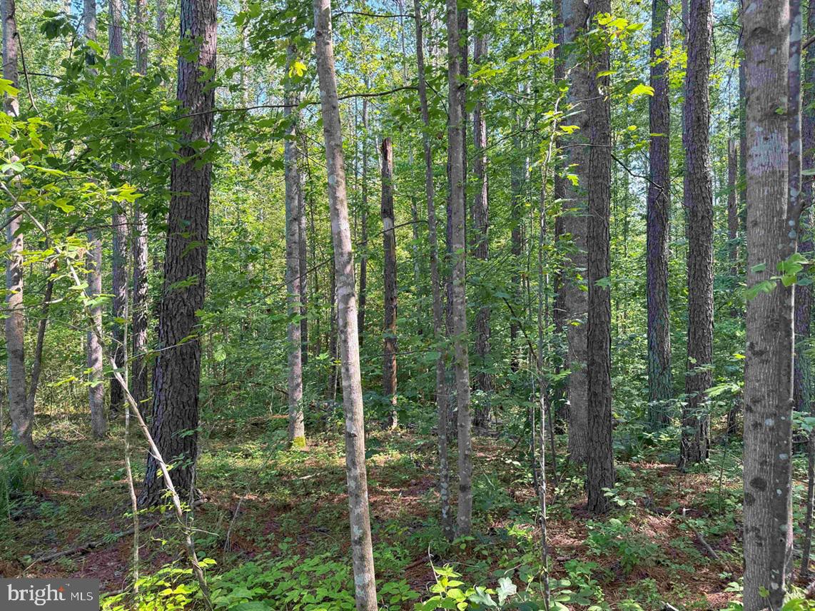 BANNISTER TOWN ROAD (TRACT DTOF LOUISA), LOUISA, Virginia 23093, ,Farm,For Sale,BANNISTER TOWN ROAD (TRACT DTOF LOUISA),VALA2008244 MLS # VALA2008244 BANNISTER TOWN ROAD (TRACT DTOF LOUISA), LOUISA, Virginia 23093, ,Farm,For Sale,BANNISTER TOWN ROAD (TRACT DTOF LOUISA),VALA2008244 MLS # VALA2008244