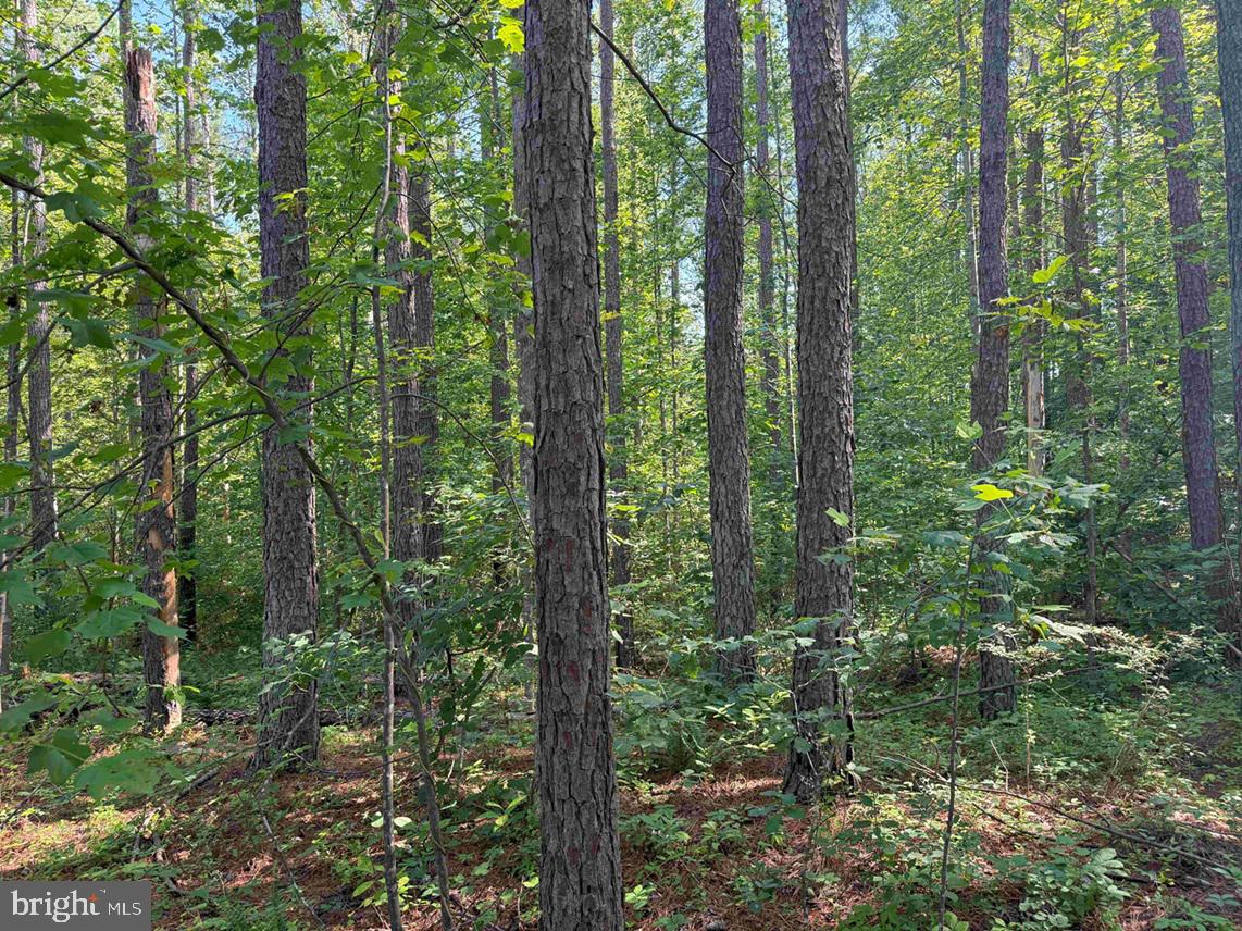 BANNISTER TOWN ROAD (TRACT DTOF LOUISA), LOUISA, Virginia 23093, ,Farm,For Sale,BANNISTER TOWN ROAD (TRACT DTOF LOUISA),VALA2008244 MLS # VALA2008244 BANNISTER TOWN ROAD (TRACT DTOF LOUISA), LOUISA, Virginia 23093, ,Farm,For Sale,BANNISTER TOWN ROAD (TRACT DTOF LOUISA),VALA2008244 MLS # VALA2008244