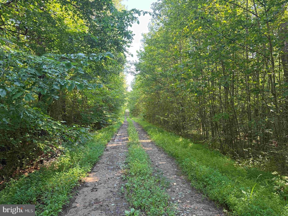 BANNISTER TOWN ROAD (TRACT DTOF LOUISA), LOUISA, Virginia 23093, ,Farm,For Sale,BANNISTER TOWN ROAD (TRACT DTOF LOUISA),VALA2008244 MLS # VALA2008244 BANNISTER TOWN ROAD (TRACT DTOF LOUISA), LOUISA, Virginia 23093, ,Farm,For Sale,BANNISTER TOWN ROAD (TRACT DTOF LOUISA),VALA2008244 MLS # VALA2008244