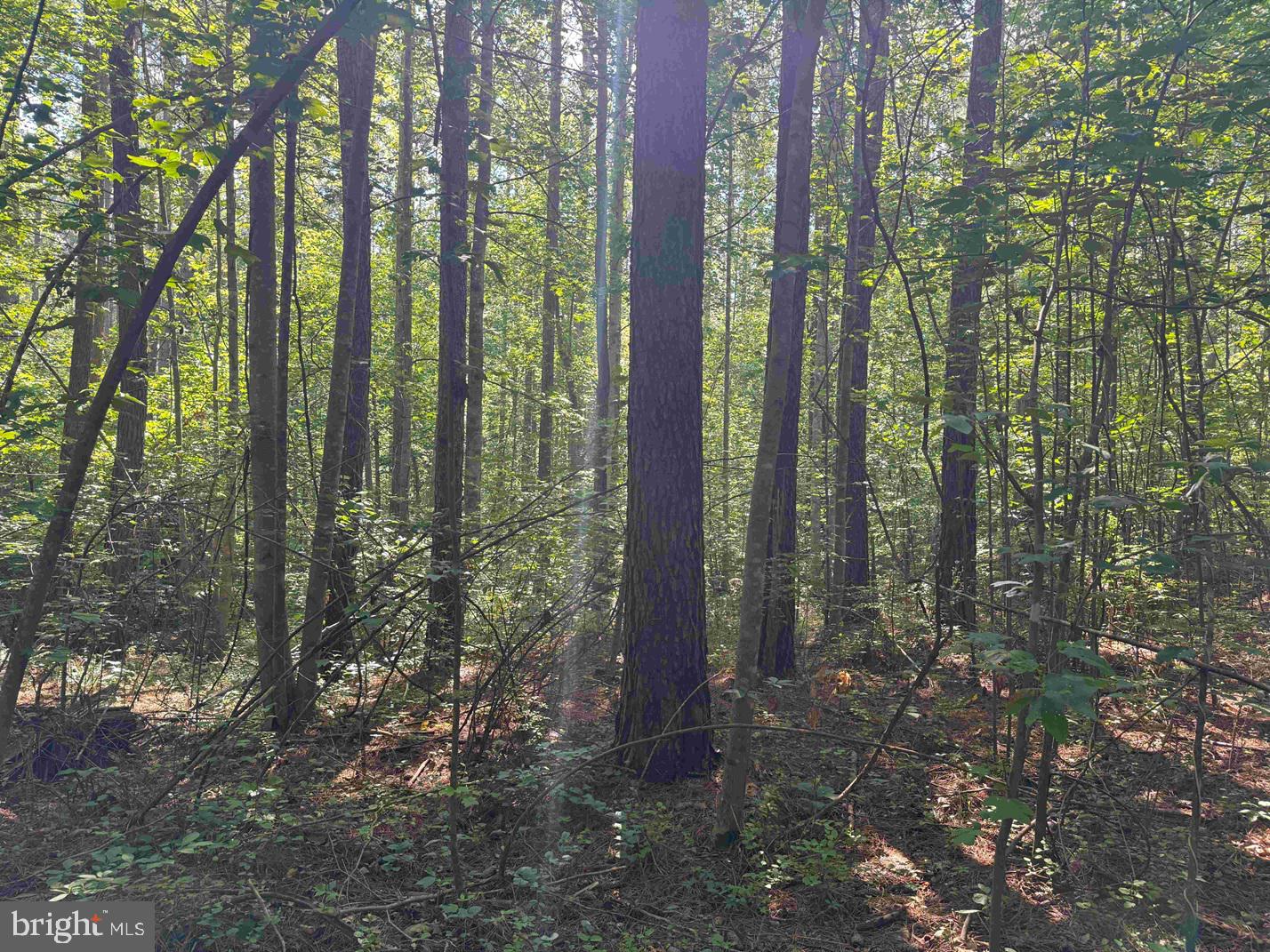 BANNISTER TOWN ROAD (TRACT DTOF LOUISA), LOUISA, Virginia 23093, ,Farm,For Sale,BANNISTER TOWN ROAD (TRACT DTOF LOUISA),VALA2008244 MLS # VALA2008244 BANNISTER TOWN ROAD (TRACT DTOF LOUISA), LOUISA, Virginia 23093, ,Farm,For Sale,BANNISTER TOWN ROAD (TRACT DTOF LOUISA),VALA2008244 MLS # VALA2008244