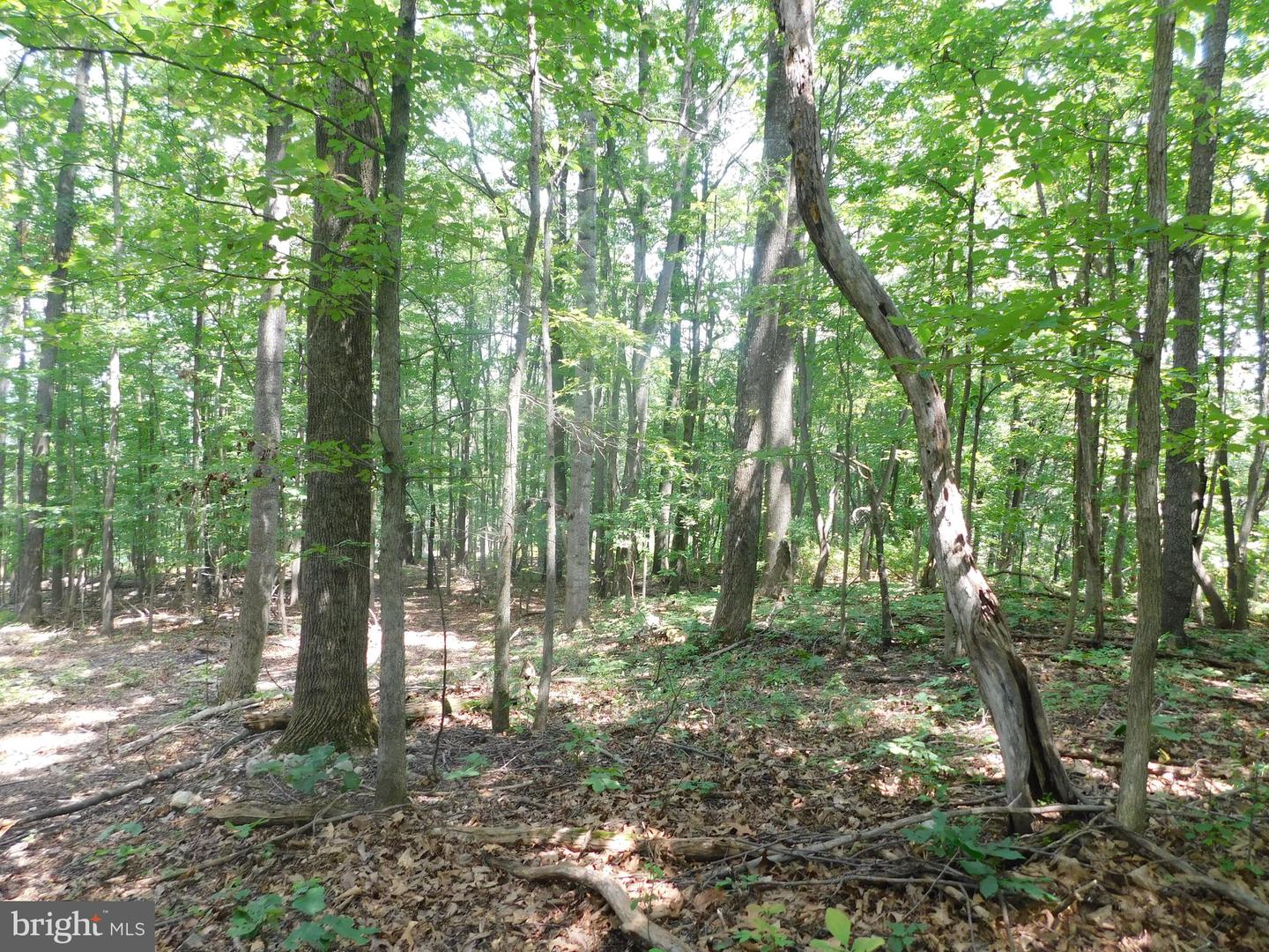 0 LARKIN RIDGE RD, FRONT ROYAL, Virginia 22630, ,Land,For Sale,0 LARKIN RIDGE RD,VAWR2011810 MLS # VAWR2011810 0 LARKIN RIDGE RD, FRONT ROYAL, Virginia 22630, ,Land,For Sale,0 LARKIN RIDGE RD,VAWR2011810 MLS # VAWR2011810