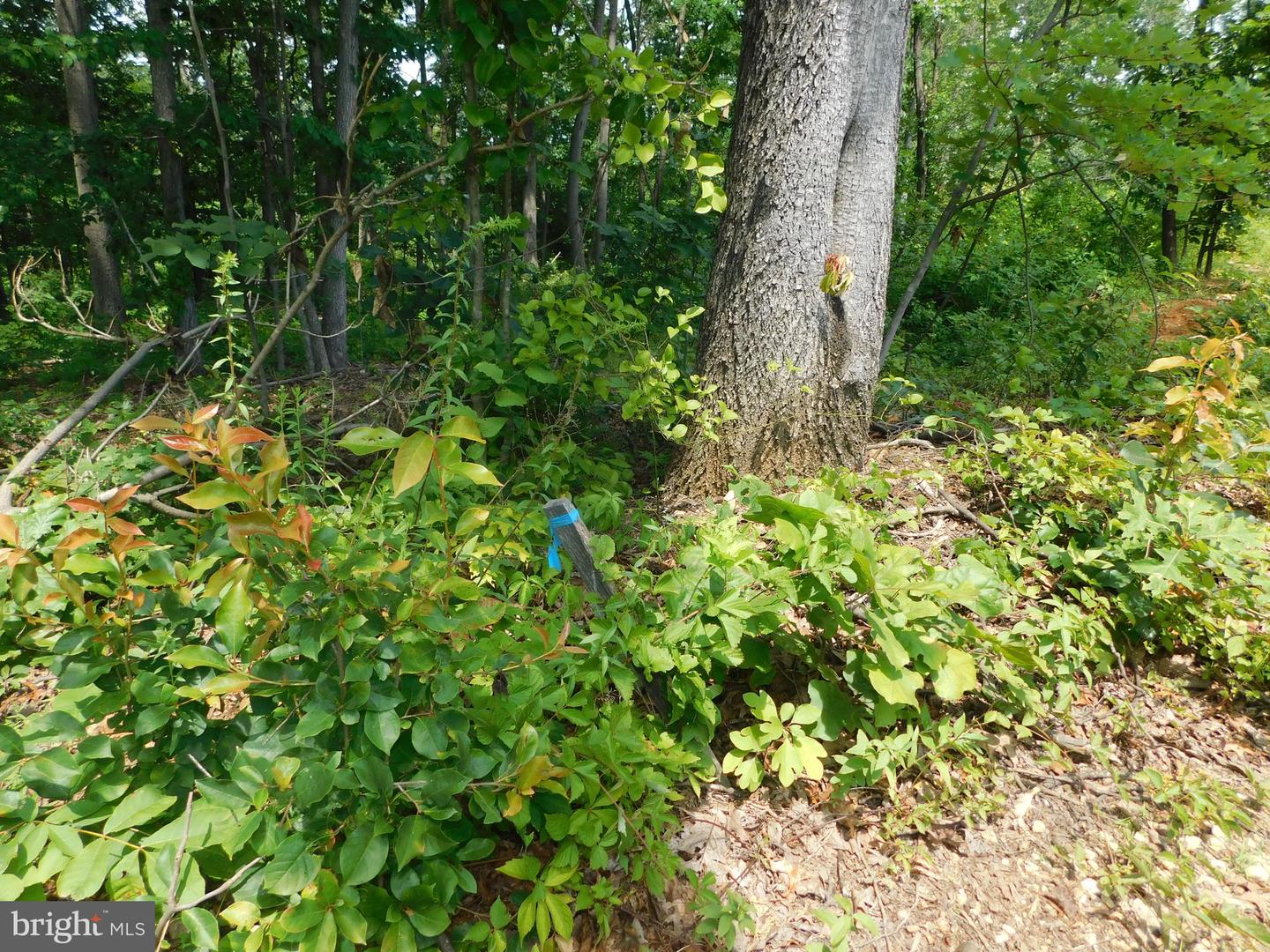 0 LARKIN RIDGE RD, FRONT ROYAL, Virginia 22630, ,Land,For Sale,0 LARKIN RIDGE RD,VAWR2011810 MLS # VAWR2011810 0 LARKIN RIDGE RD, FRONT ROYAL, Virginia 22630, ,Land,For Sale,0 LARKIN RIDGE RD,VAWR2011810 MLS # VAWR2011810