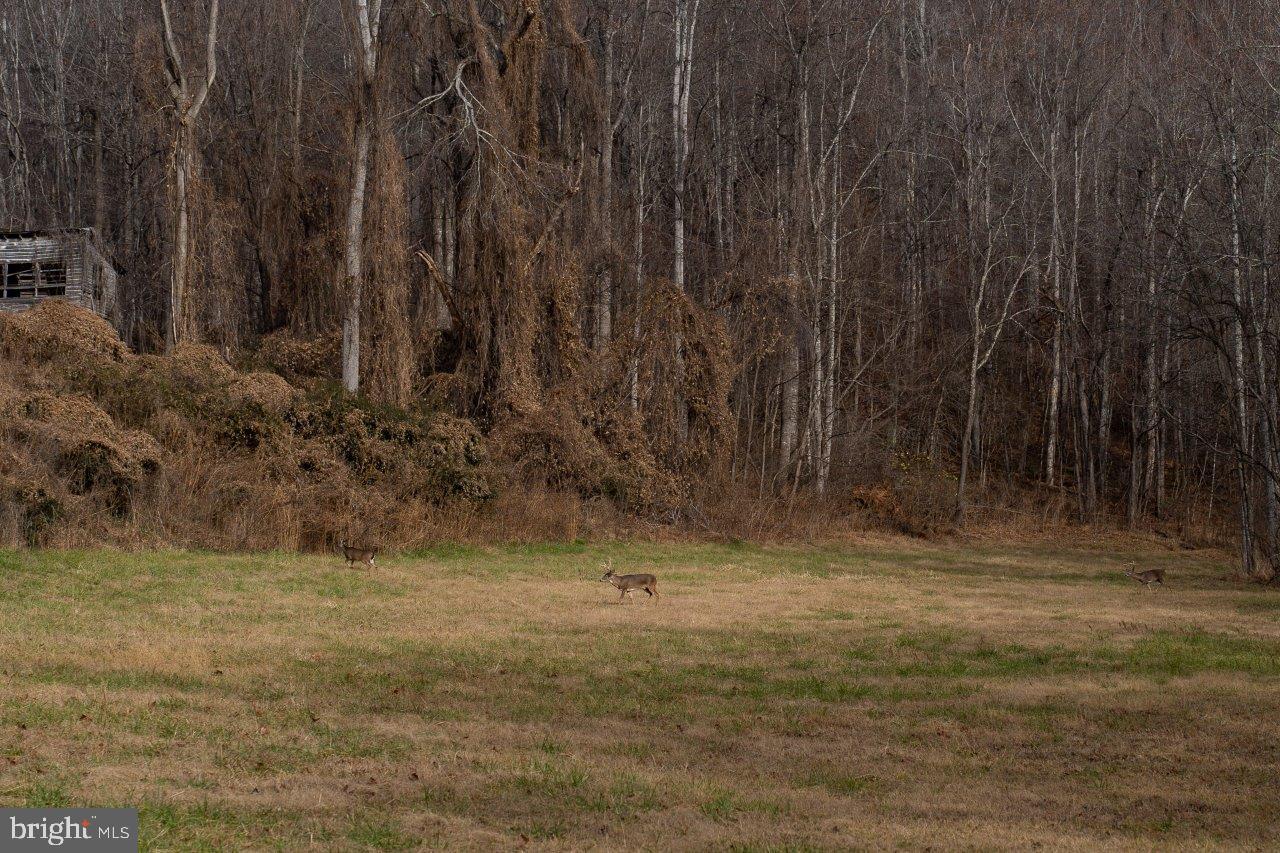 0 FOOTHILLS RD, CALLAWAY, Virginia 24067, ,Farm,For Sale,0 FOOTHILLS RD,VAFK2000082 MLS # VAFK2000082 0 FOOTHILLS RD, CALLAWAY, Virginia 24067, ,Farm,For Sale,0 FOOTHILLS RD,VAFK2000082 MLS # VAFK2000082