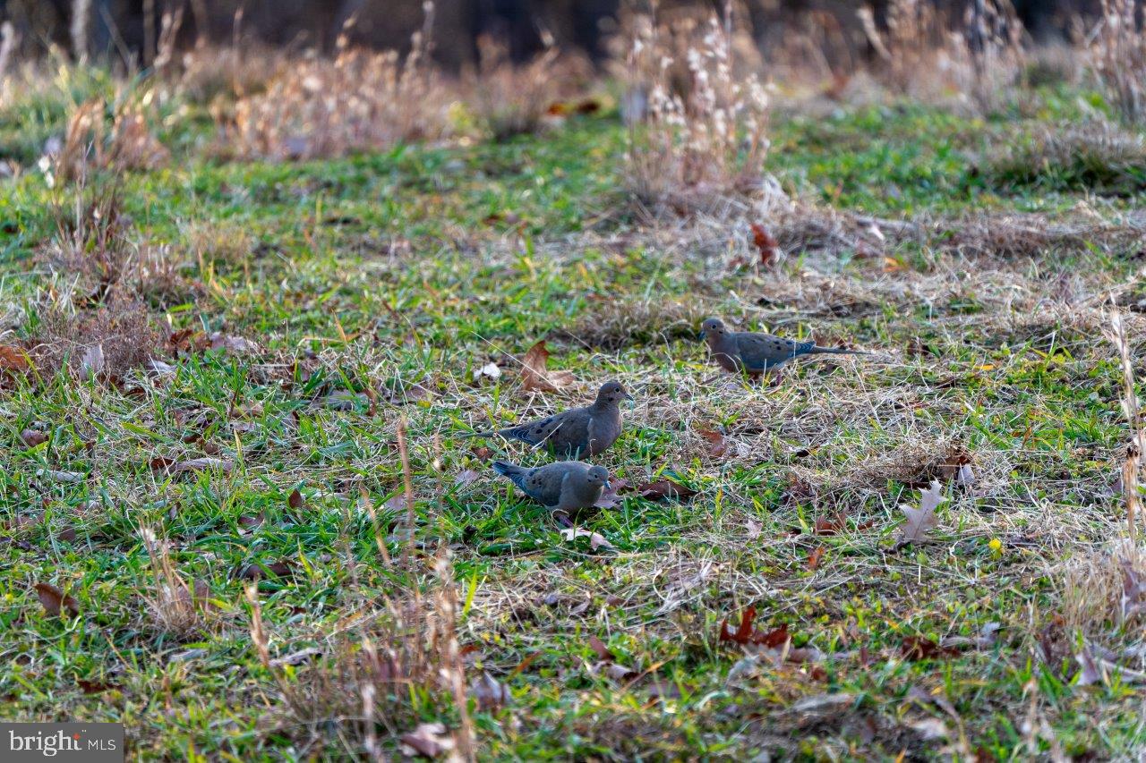 0 FOOTHILLS RD, CALLAWAY, Virginia 24067, ,Farm,For Sale,0 FOOTHILLS RD,VAFK2000082 MLS # VAFK2000082 0 FOOTHILLS RD, CALLAWAY, Virginia 24067, ,Farm,For Sale,0 FOOTHILLS RD,VAFK2000082 MLS # VAFK2000082