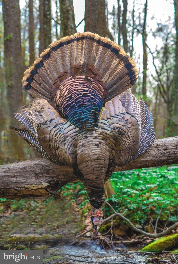 0 FOOTHILLS RD, CALLAWAY, Virginia 24067, ,Farm,For Sale,0 FOOTHILLS RD,VAFK2000082 MLS # VAFK2000082 0 FOOTHILLS RD, CALLAWAY, Virginia 24067, ,Farm,For Sale,0 FOOTHILLS RD,VAFK2000082 MLS # VAFK2000082