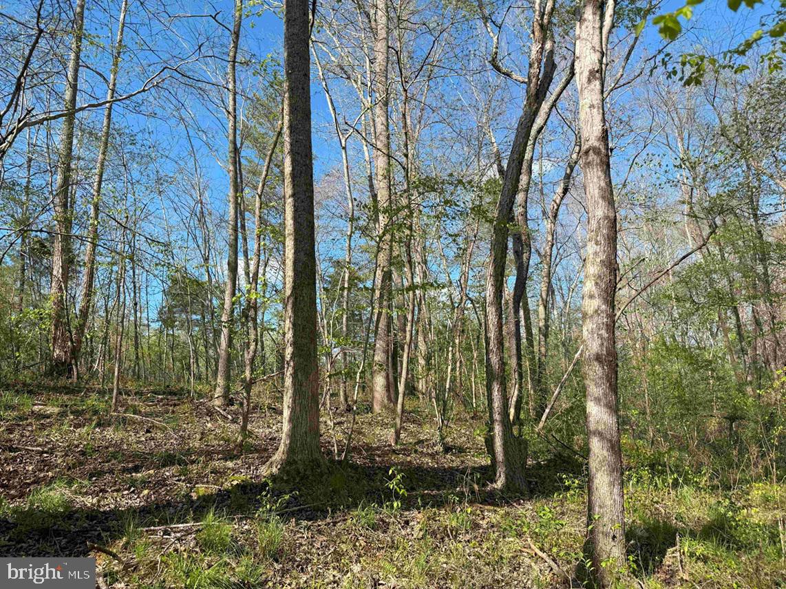 CABELL LANE (TRACT: 5810 THOMAS M. BROOKS), NEW CANTON, Virginia 23123, ,Farm,For Sale,CABELL LANE (TRACT: 5810 THOMAS M. BROOKS),VABH2000204 MLS # VABH2000204 CABELL LANE (TRACT: 5810 THOMAS M. BROOKS), NEW CANTON, Virginia 23123, ,Farm,For Sale,CABELL LANE (TRACT: 5810 THOMAS M. BROOKS),VABH2000204 MLS # VABH2000204