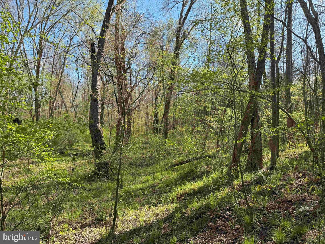 CABELL LANE (TRACT: 5810 THOMAS M. BROOKS), NEW CANTON, Virginia 23123, ,Farm,For Sale,CABELL LANE (TRACT: 5810 THOMAS M. BROOKS),VABH2000204 MLS # VABH2000204 CABELL LANE (TRACT: 5810 THOMAS M. BROOKS), NEW CANTON, Virginia 23123, ,Farm,For Sale,CABELL LANE (TRACT: 5810 THOMAS M. BROOKS),VABH2000204 MLS # VABH2000204