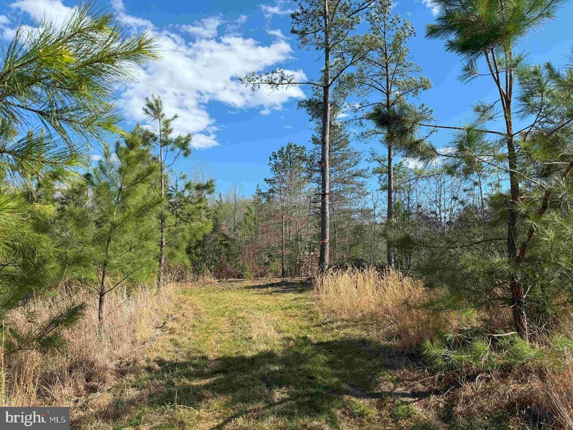 CABELL LANE (TRACT: 5810 THOMAS M. BROOKS), NEW CANTON, Virginia 23123, ,Farm,For Sale,CABELL LANE (TRACT: 5810 THOMAS M. BROOKS),VABH2000204 MLS # VABH2000204 CABELL LANE (TRACT: 5810 THOMAS M. BROOKS), NEW CANTON, Virginia 23123, ,Farm,For Sale,CABELL LANE (TRACT: 5810 THOMAS M. BROOKS),VABH2000204 MLS # VABH2000204