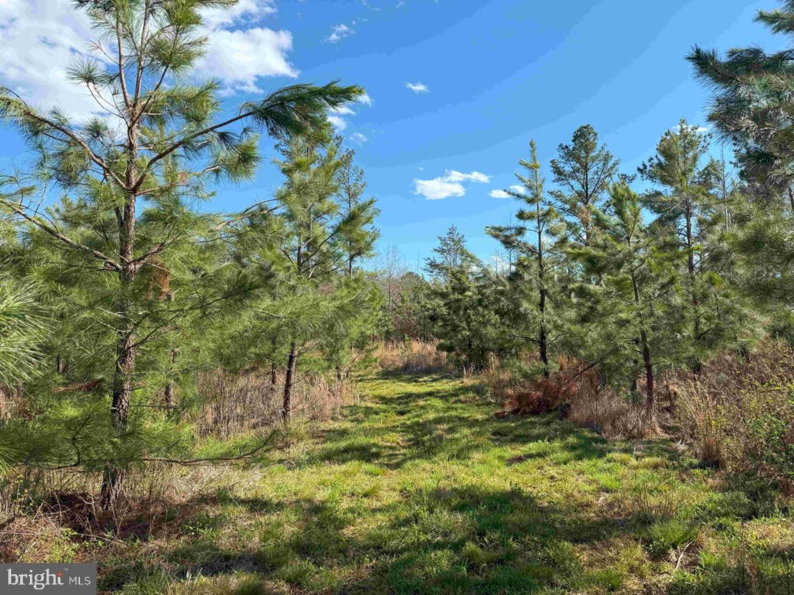 CABELL LANE (TRACT: 5810 THOMAS M. BROOKS), NEW CANTON, Virginia 23123, ,Farm,For Sale,CABELL LANE (TRACT: 5810 THOMAS M. BROOKS),VABH2000204 MLS # VABH2000204 CABELL LANE (TRACT: 5810 THOMAS M. BROOKS), NEW CANTON, Virginia 23123, ,Farm,For Sale,CABELL LANE (TRACT: 5810 THOMAS M. BROOKS),VABH2000204 MLS # VABH2000204